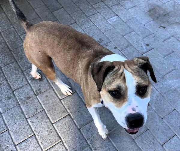 GOLD BELLISSIMO PIT Foto 3